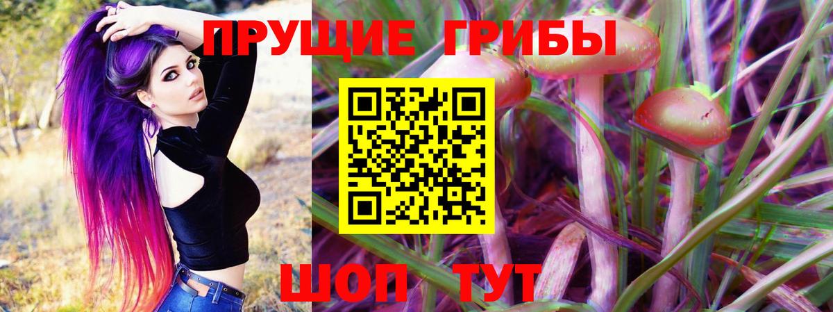 Псилоцибиновые грибы Psilocybe Тобольск